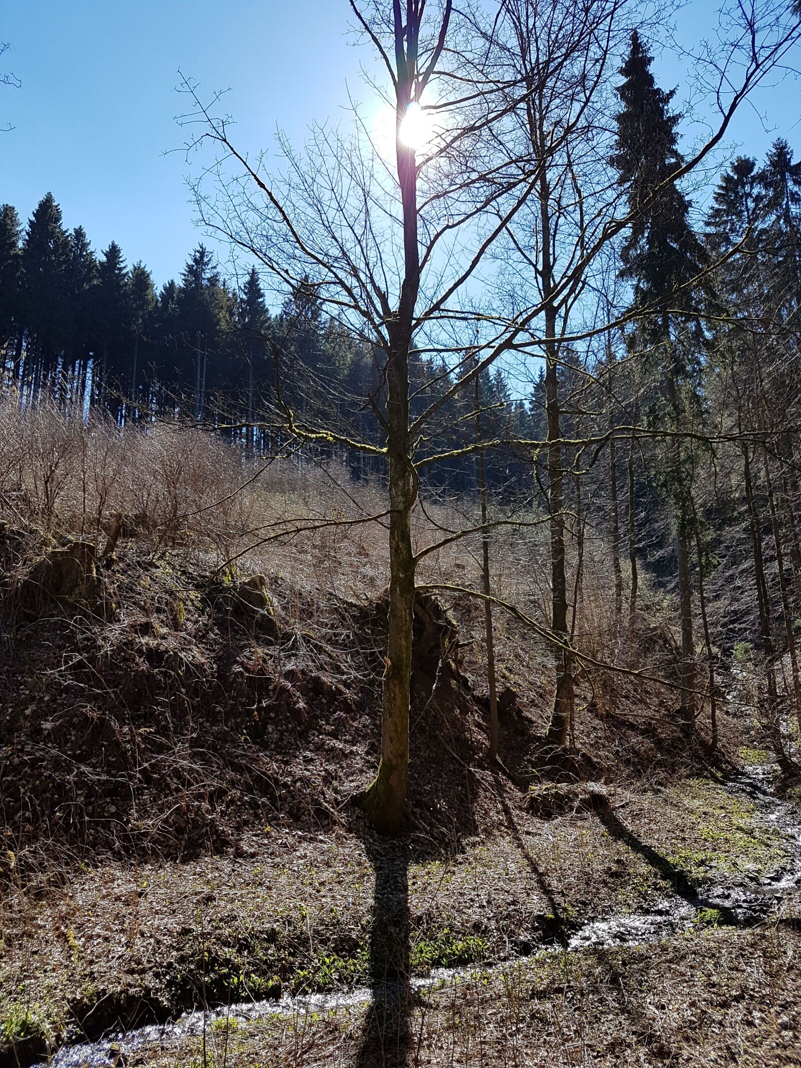 Samsung Galaxy S7 Edge sample photo. Brook, forest, spring, sun photography