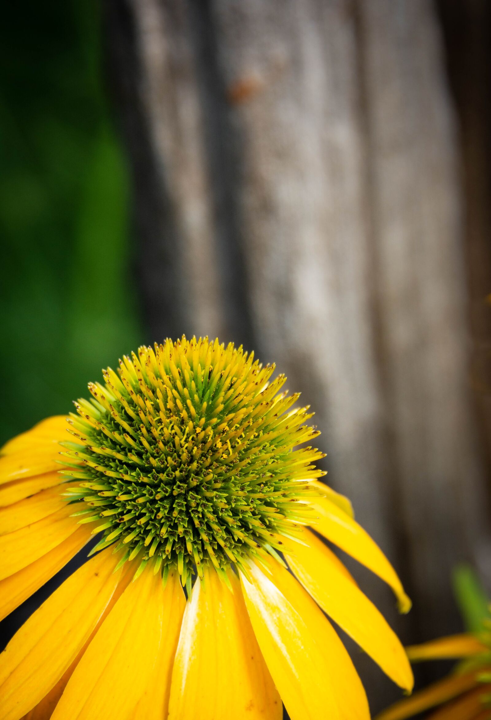Nikon D7200 sample photo. Flower, yellow, floral photography