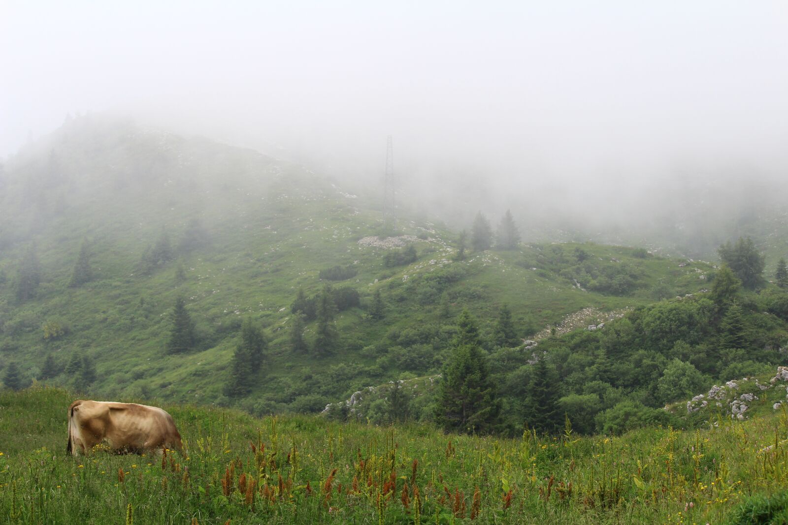 Canon EOS 600D (Rebel EOS T3i / EOS Kiss X5) sample photo. Fog, mist, landscape photography