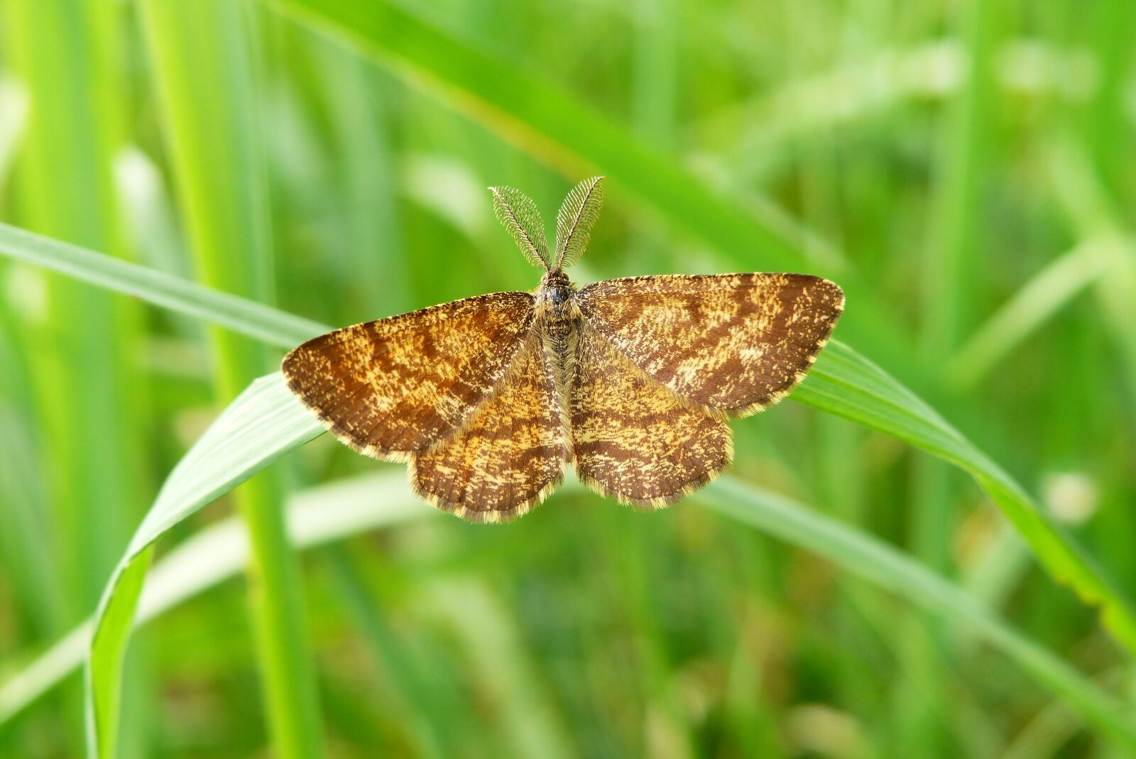 Panasonic Lumix DMC-FZ200 sample photo. Nature, insect, lawn photography