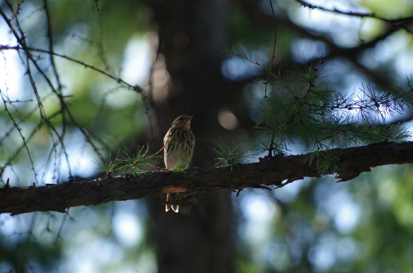 Pentax K-50 sample photo. Birds, bird, aershan photography