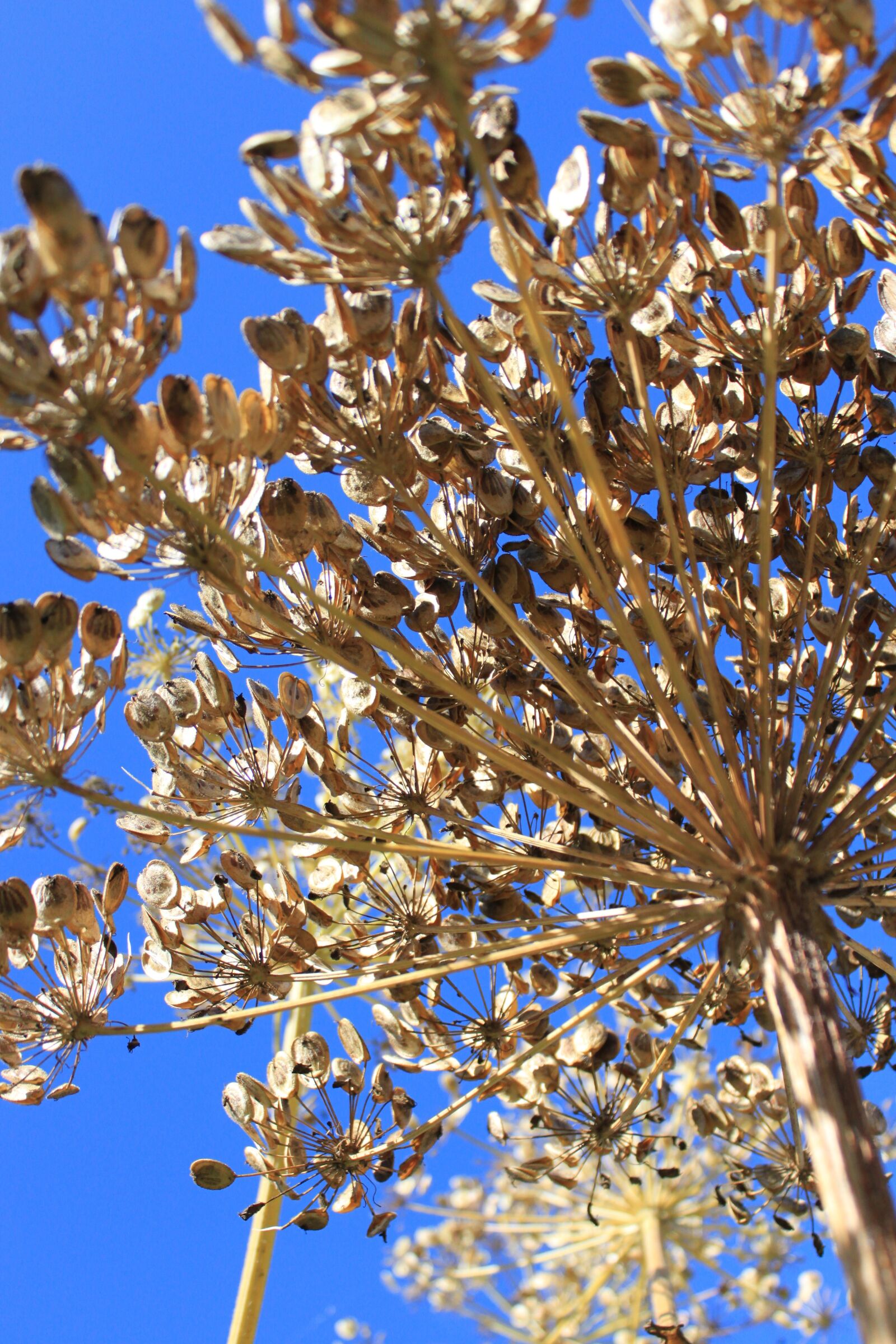 Canon EOS 500D (EOS Rebel T1i / EOS Kiss X3) sample photo. Plant, reverse light, branch photography