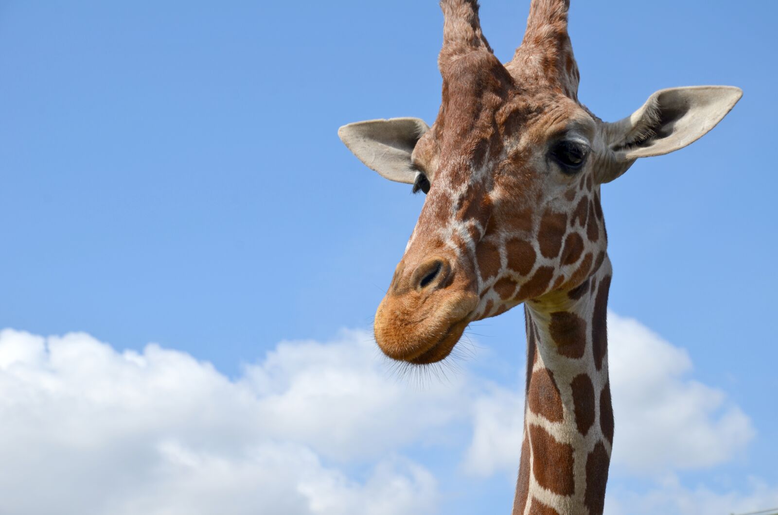 Nikon D5100 sample photo. Giraffe, zoo, safari photography