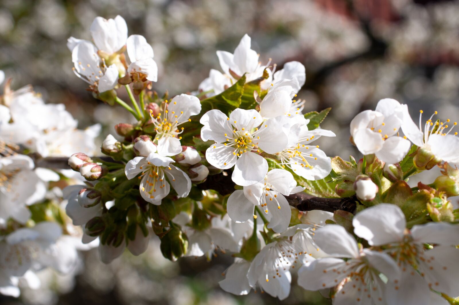 Nikon D90 sample photo. Cherry blossoms, branch, spring photography