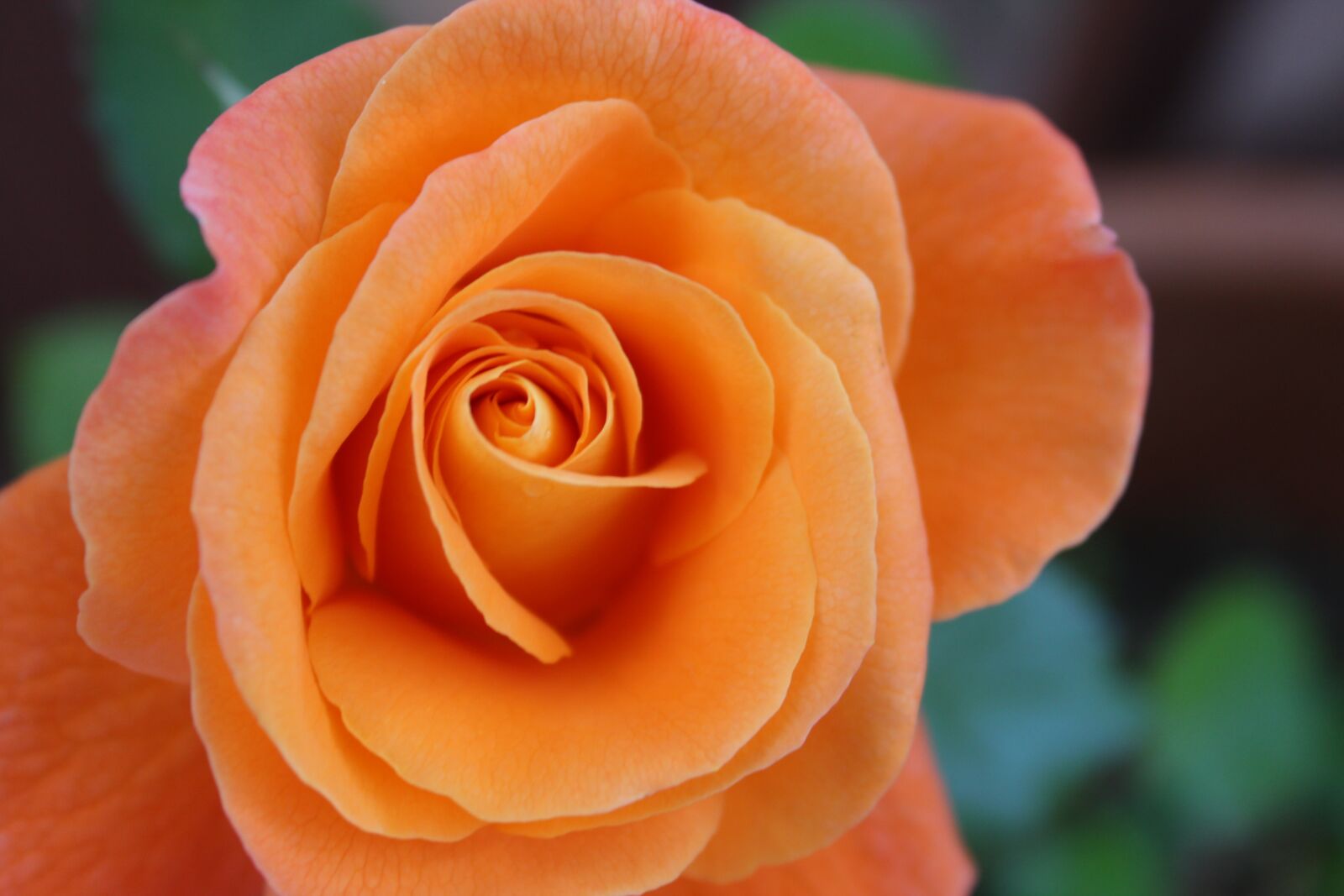 Canon EOS 1300D (EOS Rebel T6 / EOS Kiss X80) sample photo. Flower, rose, orange photography