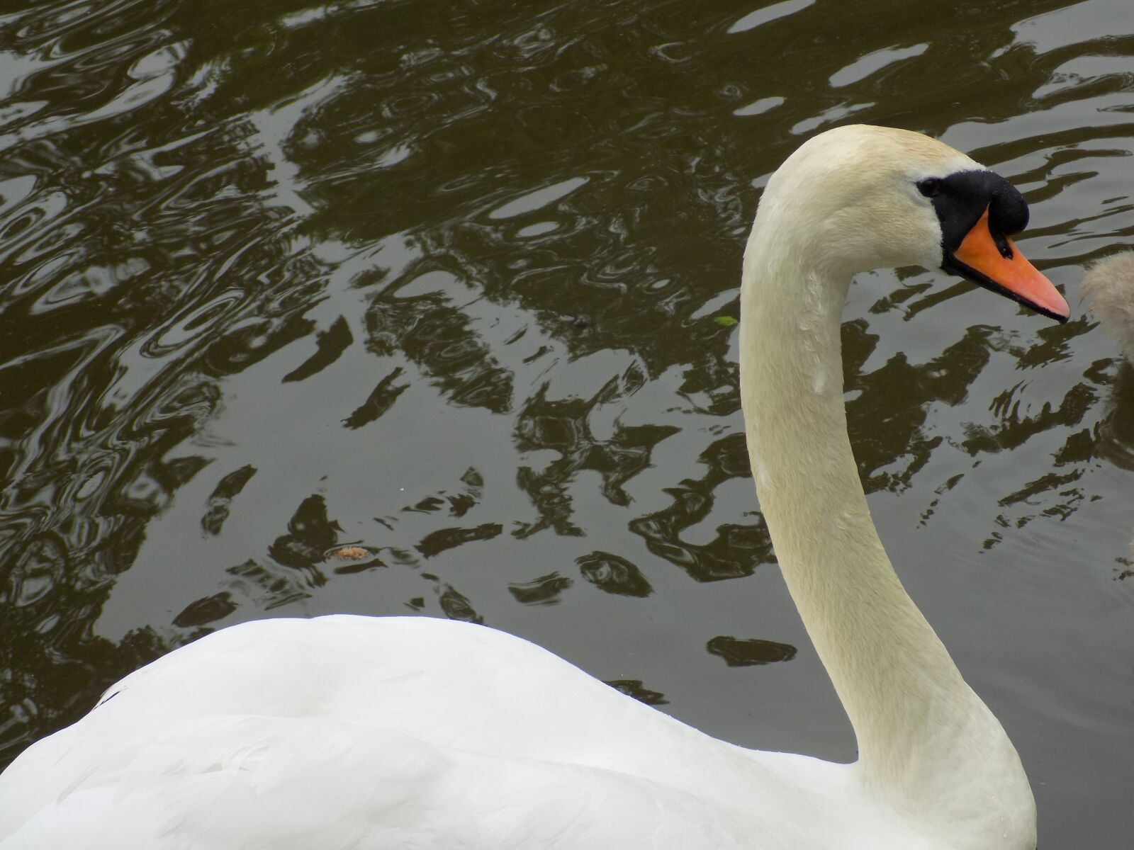 Nikon COOLPIX L340 sample photo. Swan, lake, animal photography
