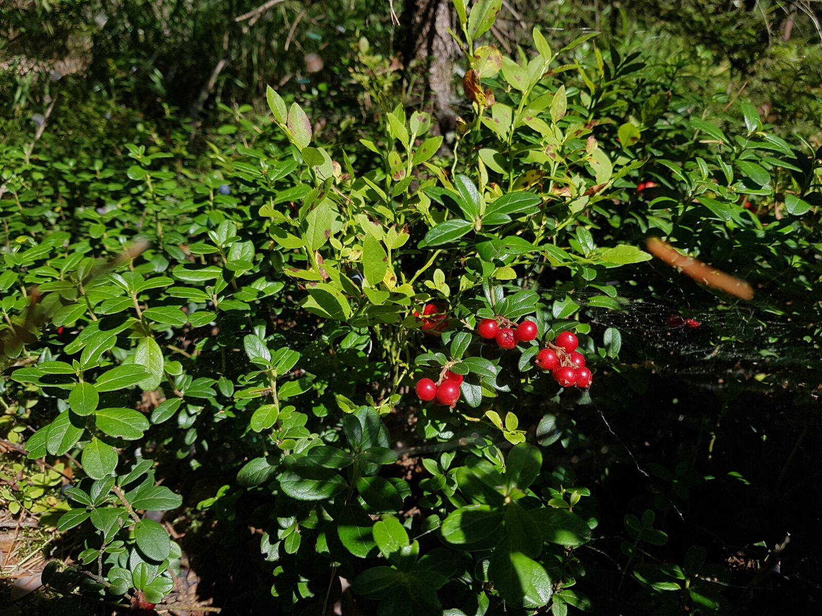 Samsung SM-G930F sample photo. Cranberries, velikodvor'ye, bush photography