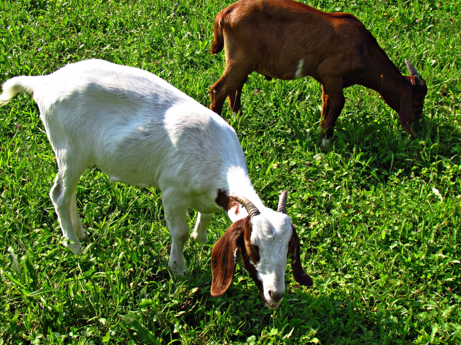 Canon PowerShot SX30 IS sample photo. Goat, pet, animals photography