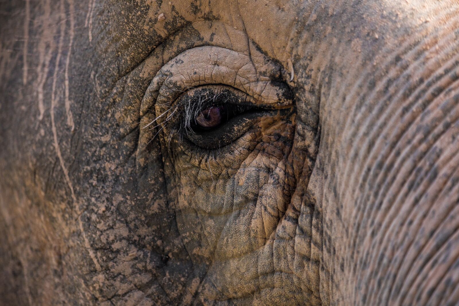 Canon EOS 5D Mark IV + 150-600mm F5-6.3 DG OS HSM | Contemporary 015 sample photo. Elephant, close up, eye photography