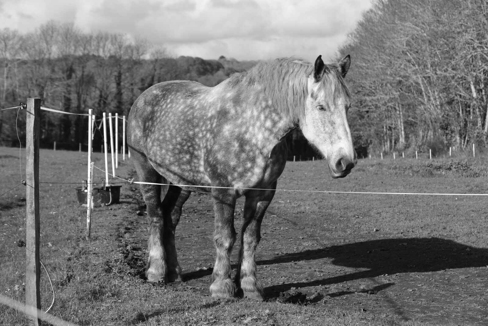 Nikon D610 sample photo. Mammal, animal, field photography