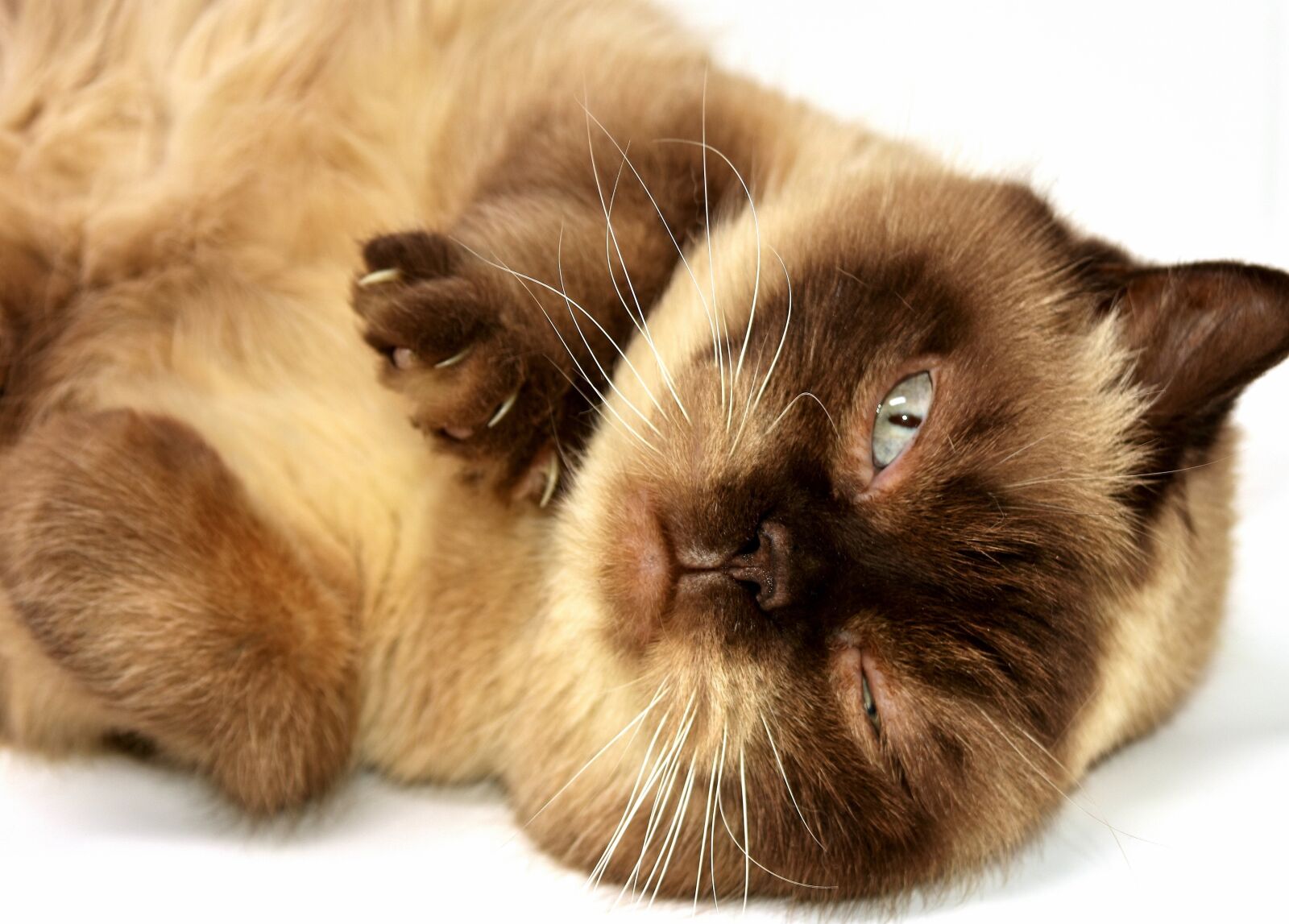 Nikon D7200 sample photo. British shorthair, cat, pet photography