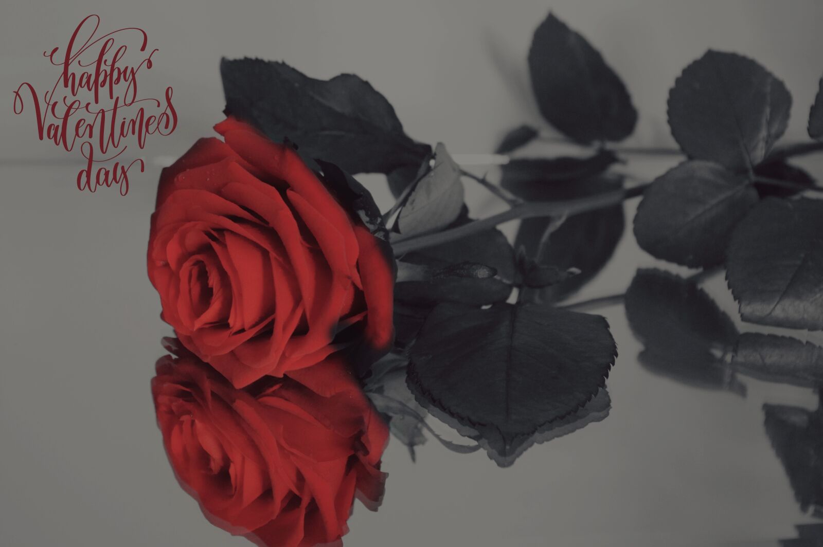 Pentax K-3 sample photo. Valentine's day, love, rose photography