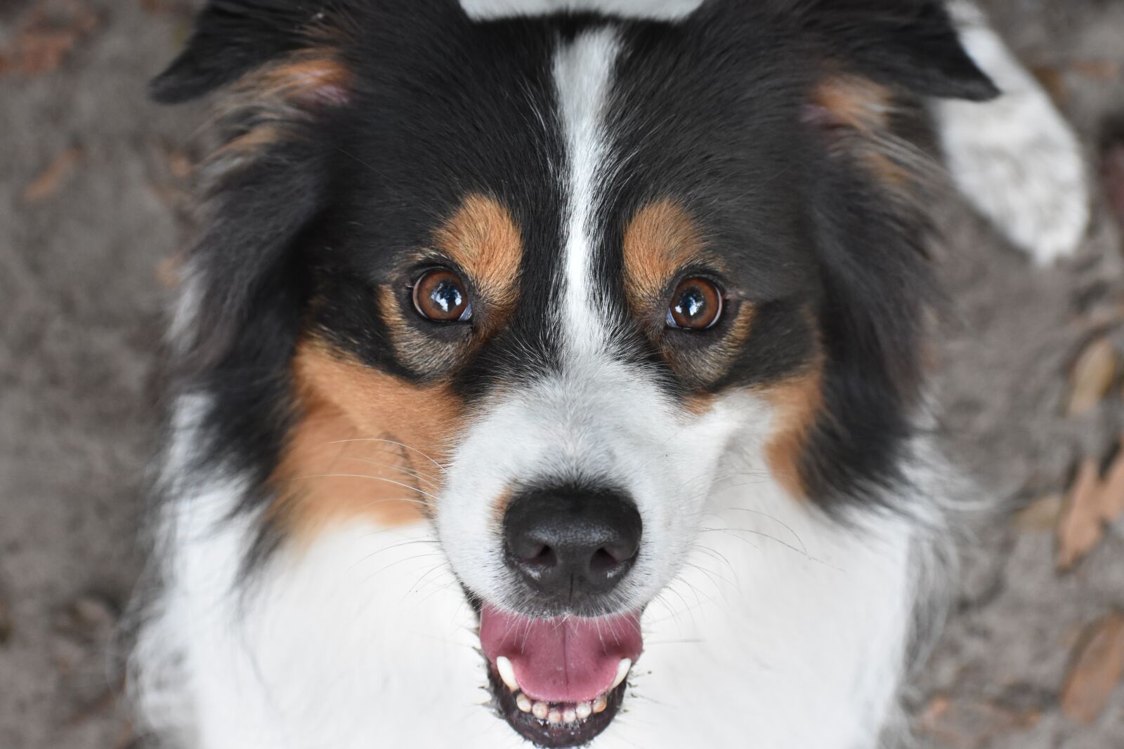 Nikon D3400 sample photo. Dog, pet, aussie photography