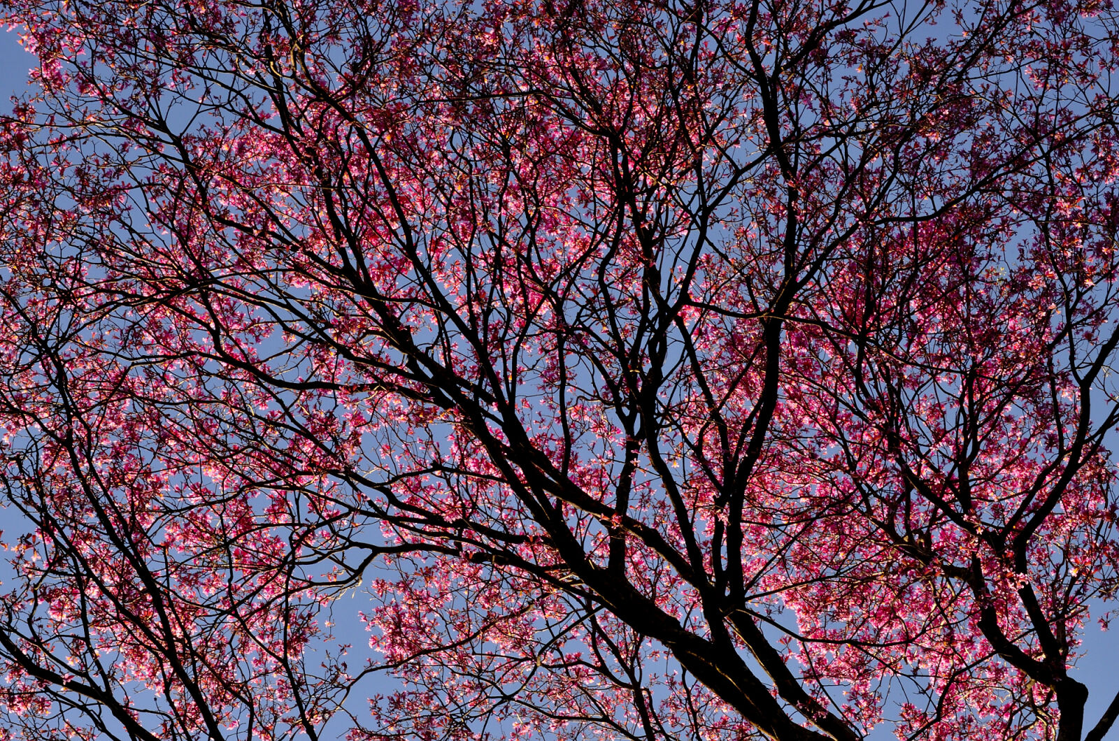 Nikon D5100 sample photo. Sakura, tree, under, blue photography