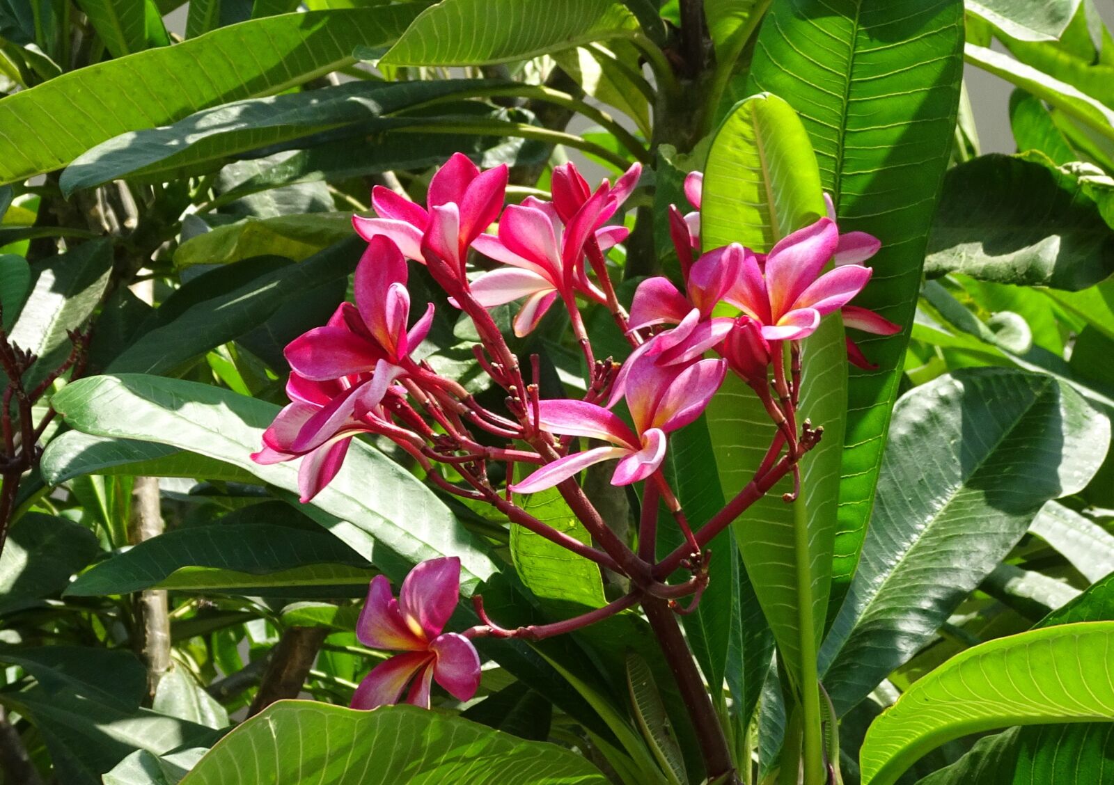 Sony Cyber-shot DSC-HX90V sample photo. Flower, frangipani, khagi leihao photography
