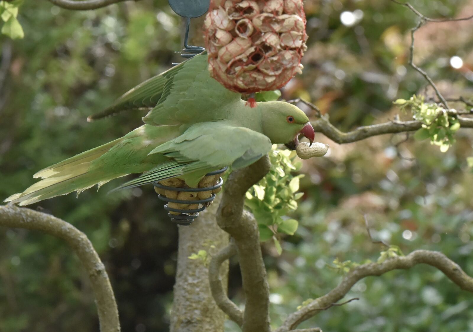Nikon D810 sample photo. Parakeet necklace, parakeet, animal photography