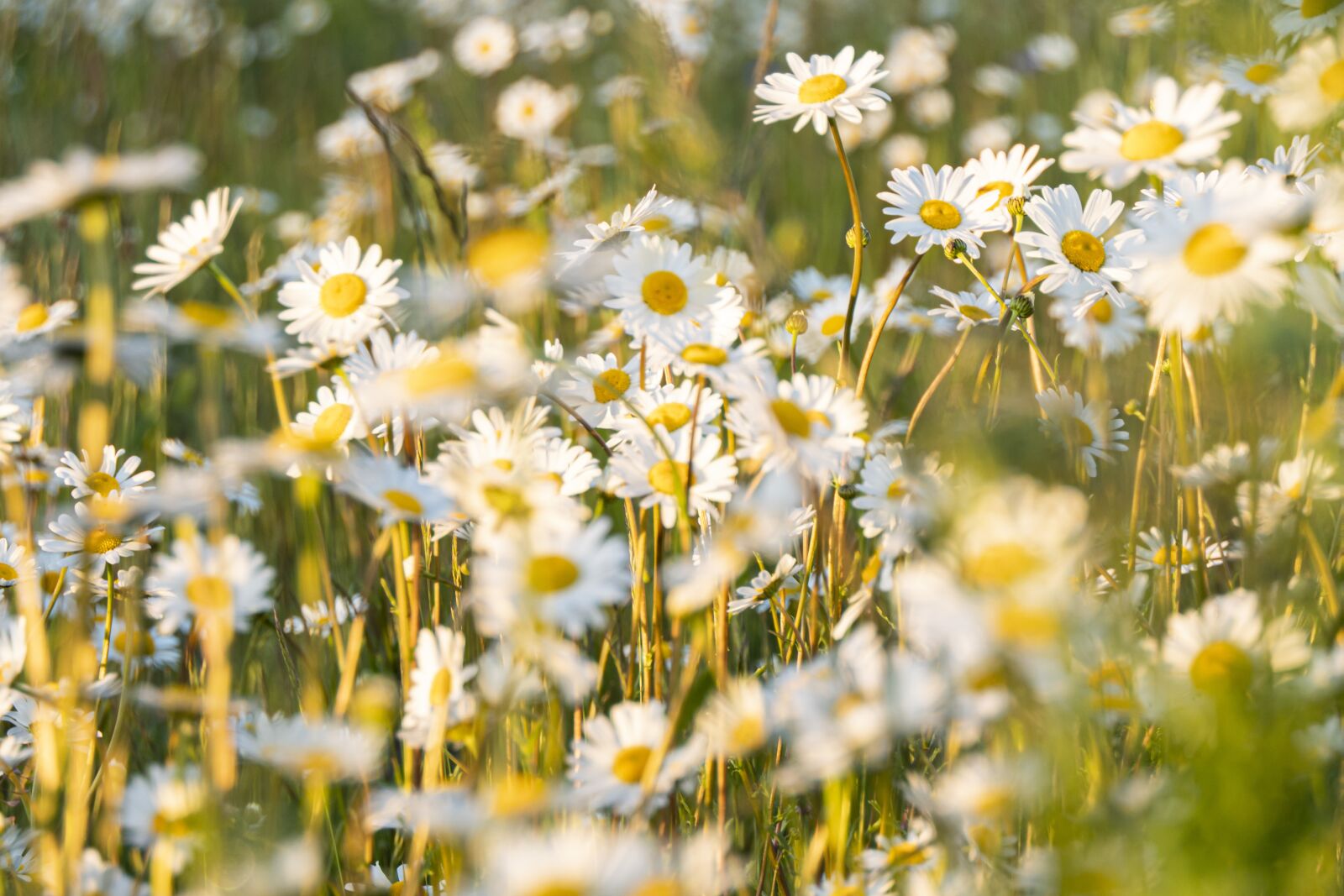 Panasonic Lumix DMC-FZ2500 (Lumix DMC-FZ2000) sample photo. Jastrun, meadow, flower photography