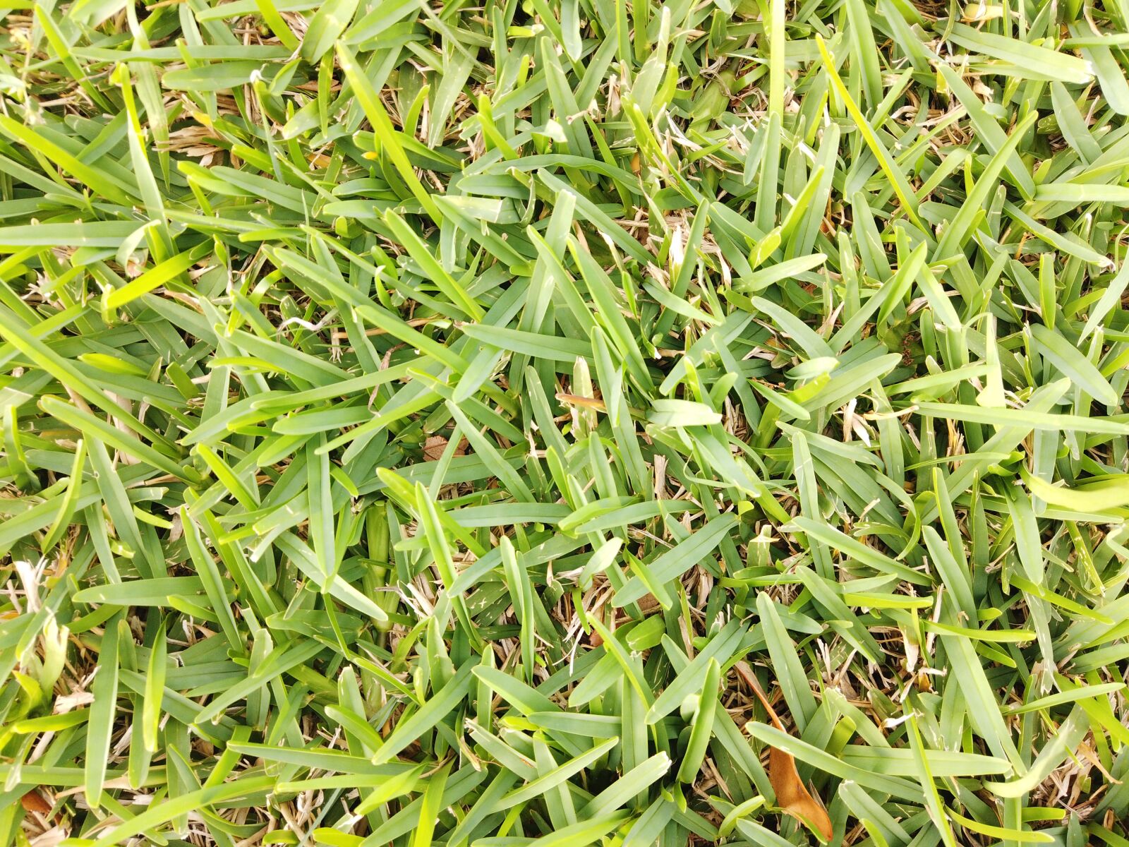 DJI Osmo Pocket sample photo. Grass, green, nature photography