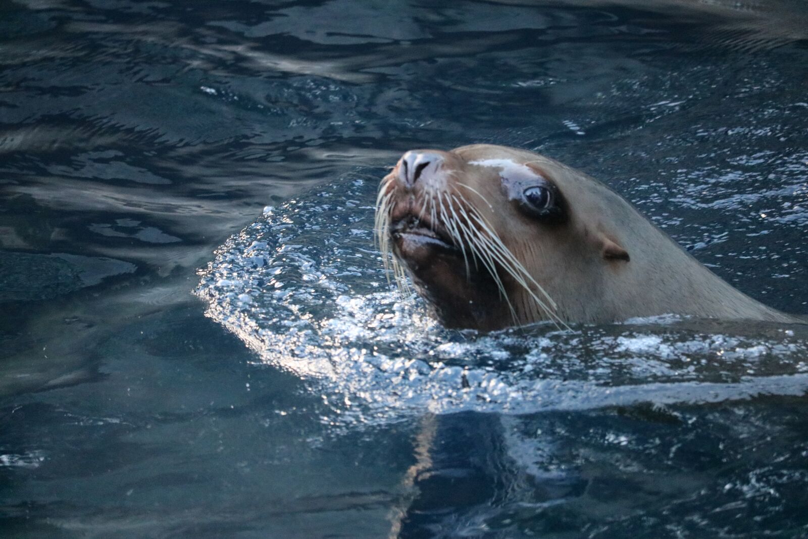 Canon EOS 750D (EOS Rebel T6i / EOS Kiss X8i) sample photo. Sea lion, aquarium, water photography