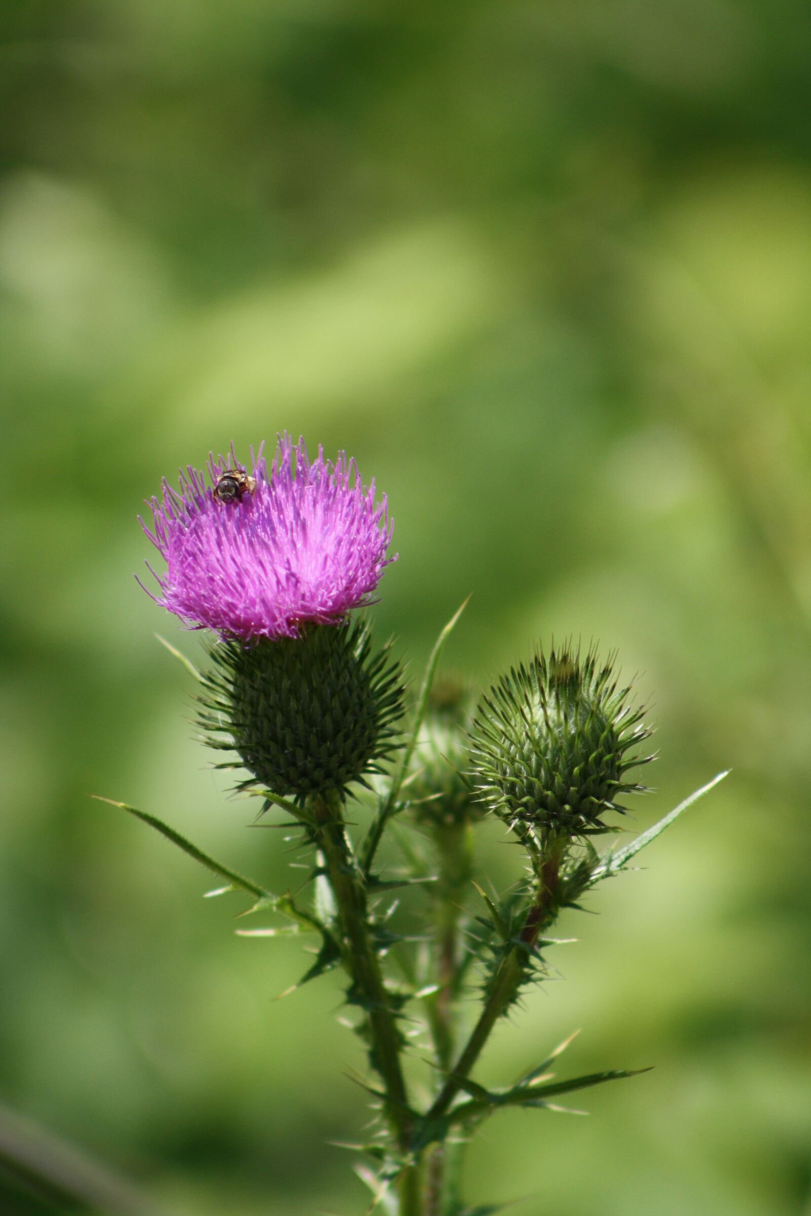 Canon EOS 1000D (EOS Digital Rebel XS / EOS Kiss F) sample photo. Thistle, purple, bee photography