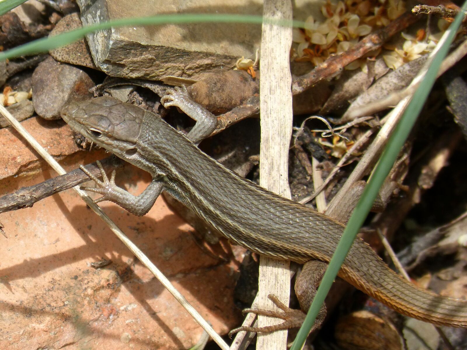 Panasonic DMC-FZ62 sample photo. Lizard, detail, sargantana photography