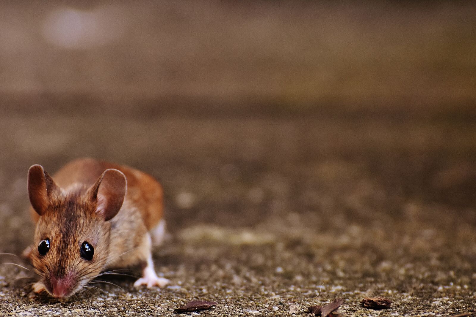 Nikon D7200 sample photo. Mouse, rodent, cute photography
