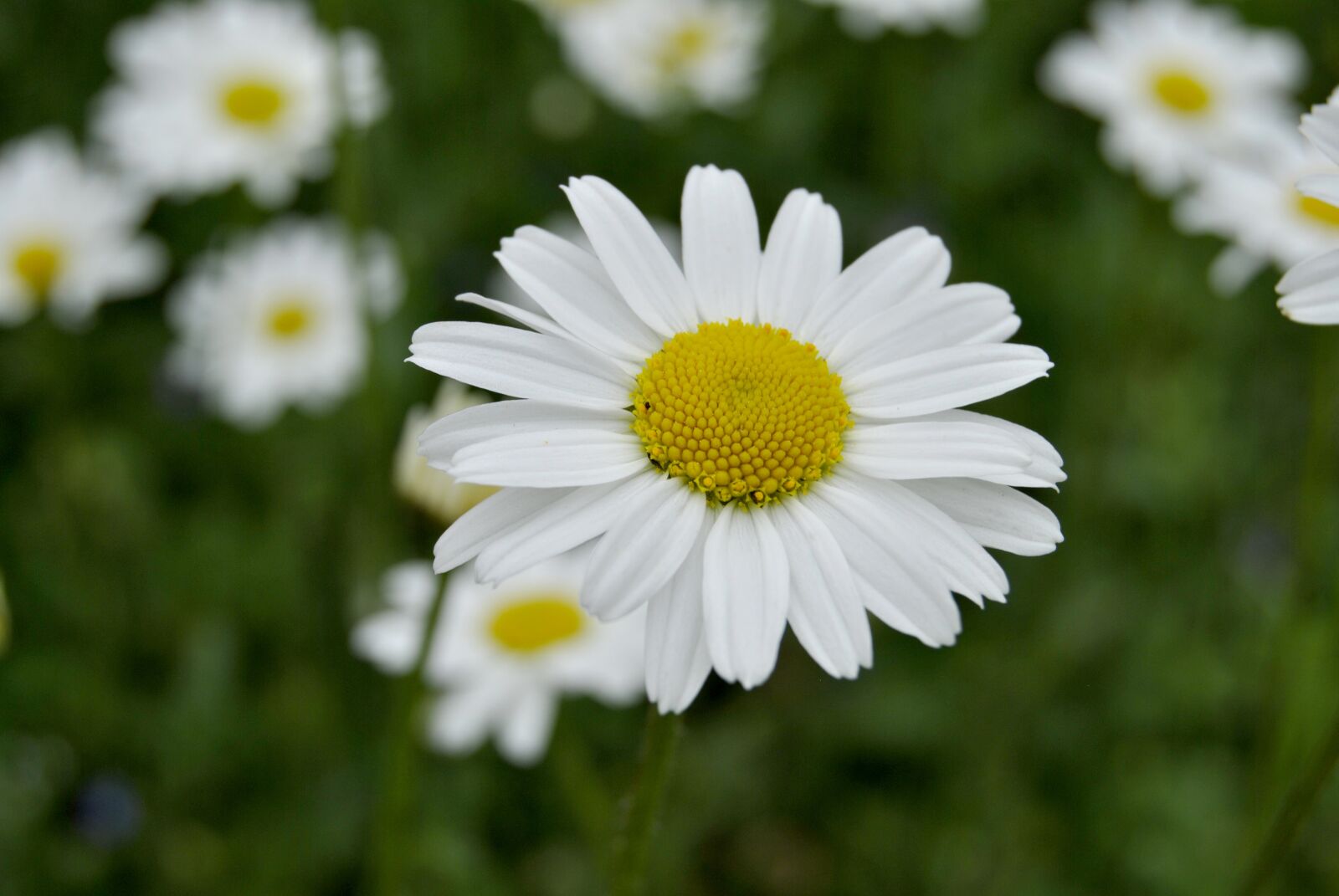 Nikon D3000 sample photo. Flower, nature, plant photography