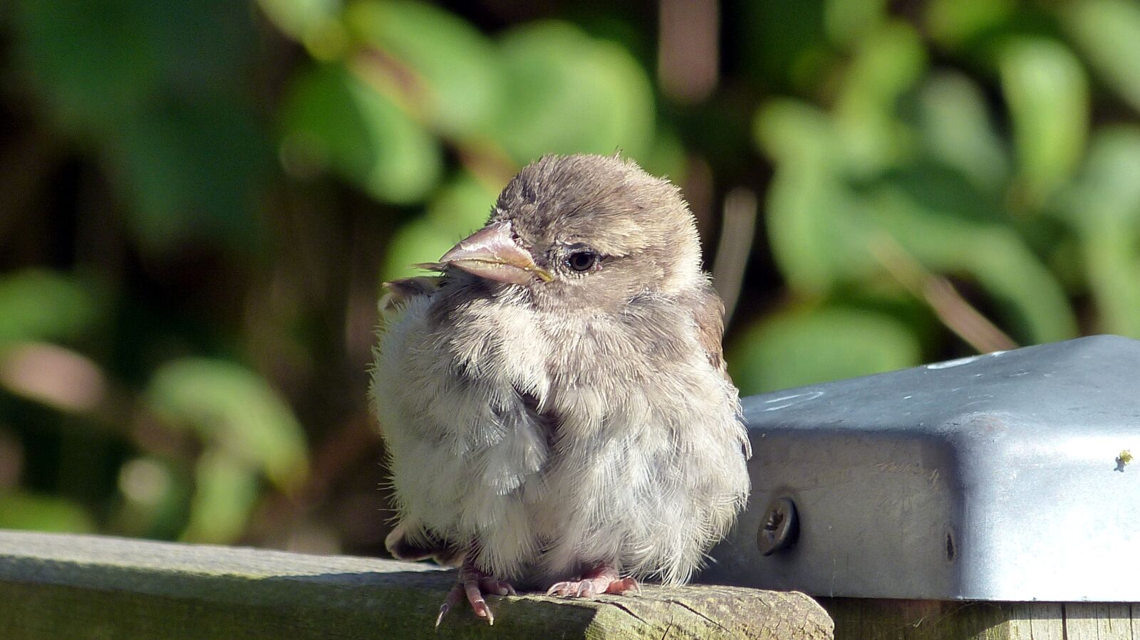 Panasonic Lumix DMC-FZ150 sample photo. Sparrow, sperling, young bird photography