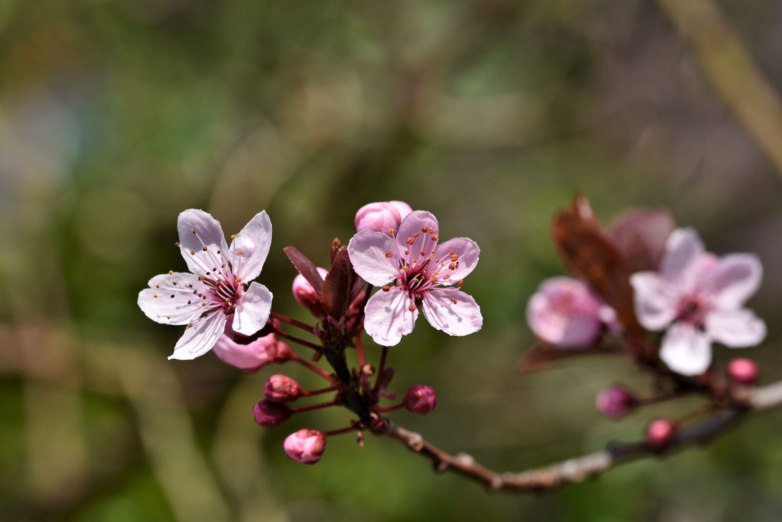 Nikon D7200 sample photo. Ornamental cherry, cherry blossoms photography