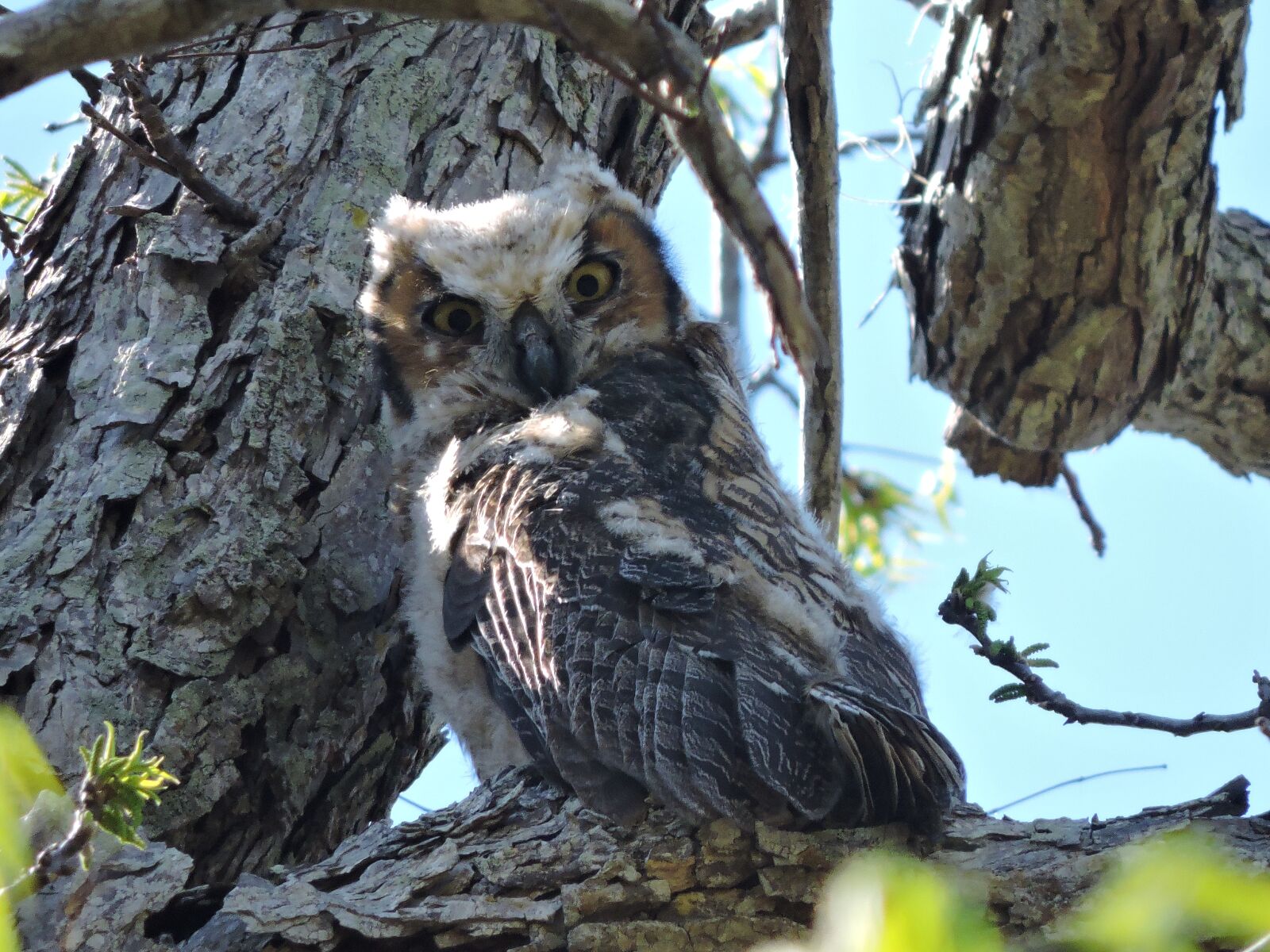 Nikon Coolpix P530 sample photo. Great horned owl, great photography