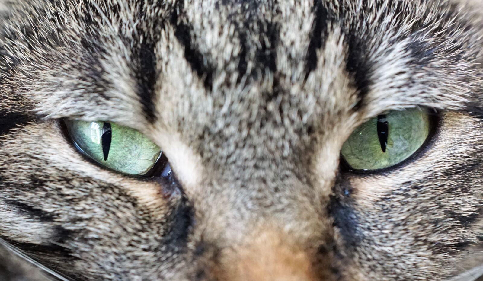 Sony ILCA-77M2 + Sony DT 16-50mm F2.8 SSM sample photo. Cat, eyes, animal photography