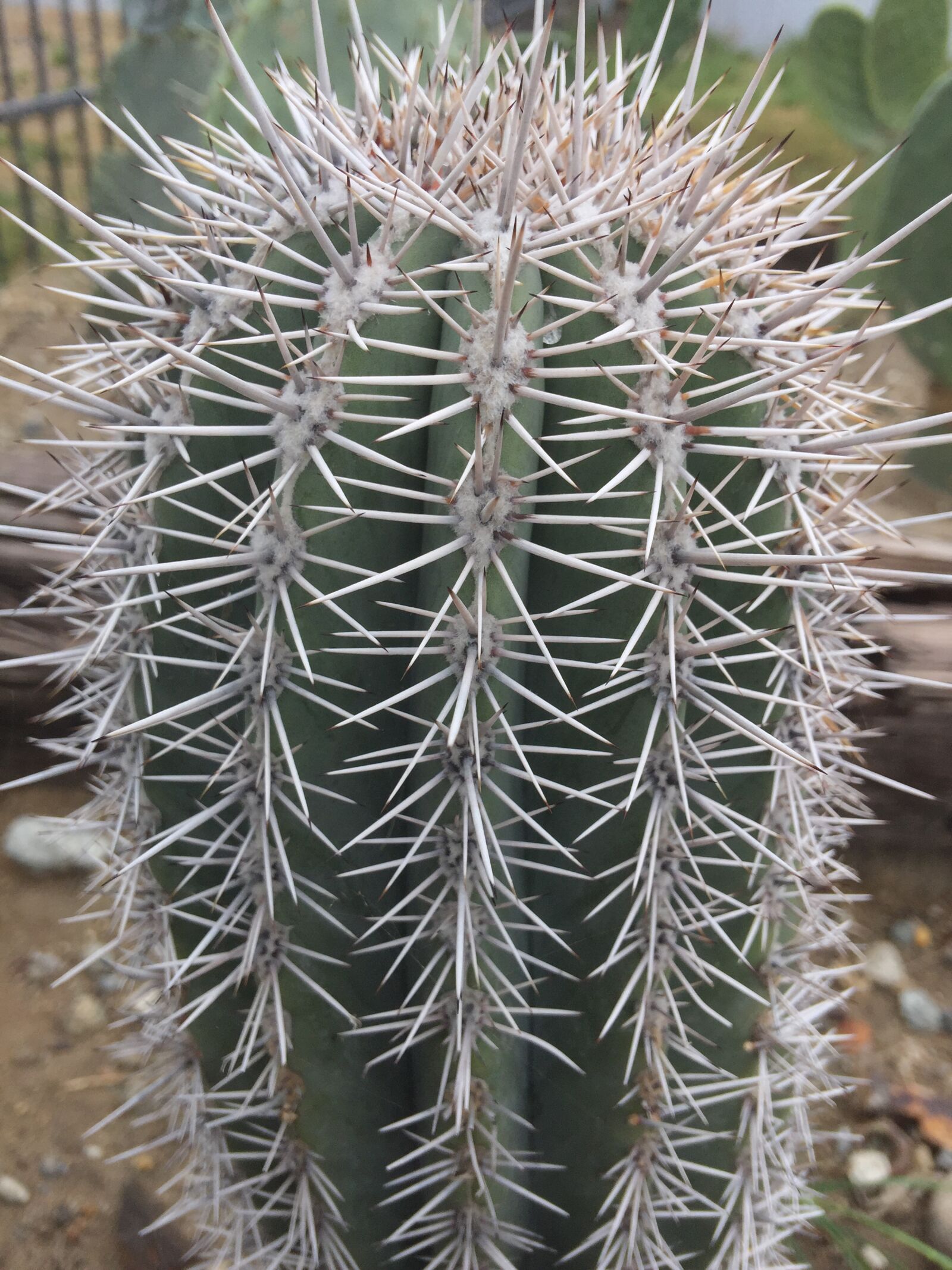 iPhone 6 Plus back camera 4.15mm f/2.2 sample photo. Prickly, sharp, succulent photography