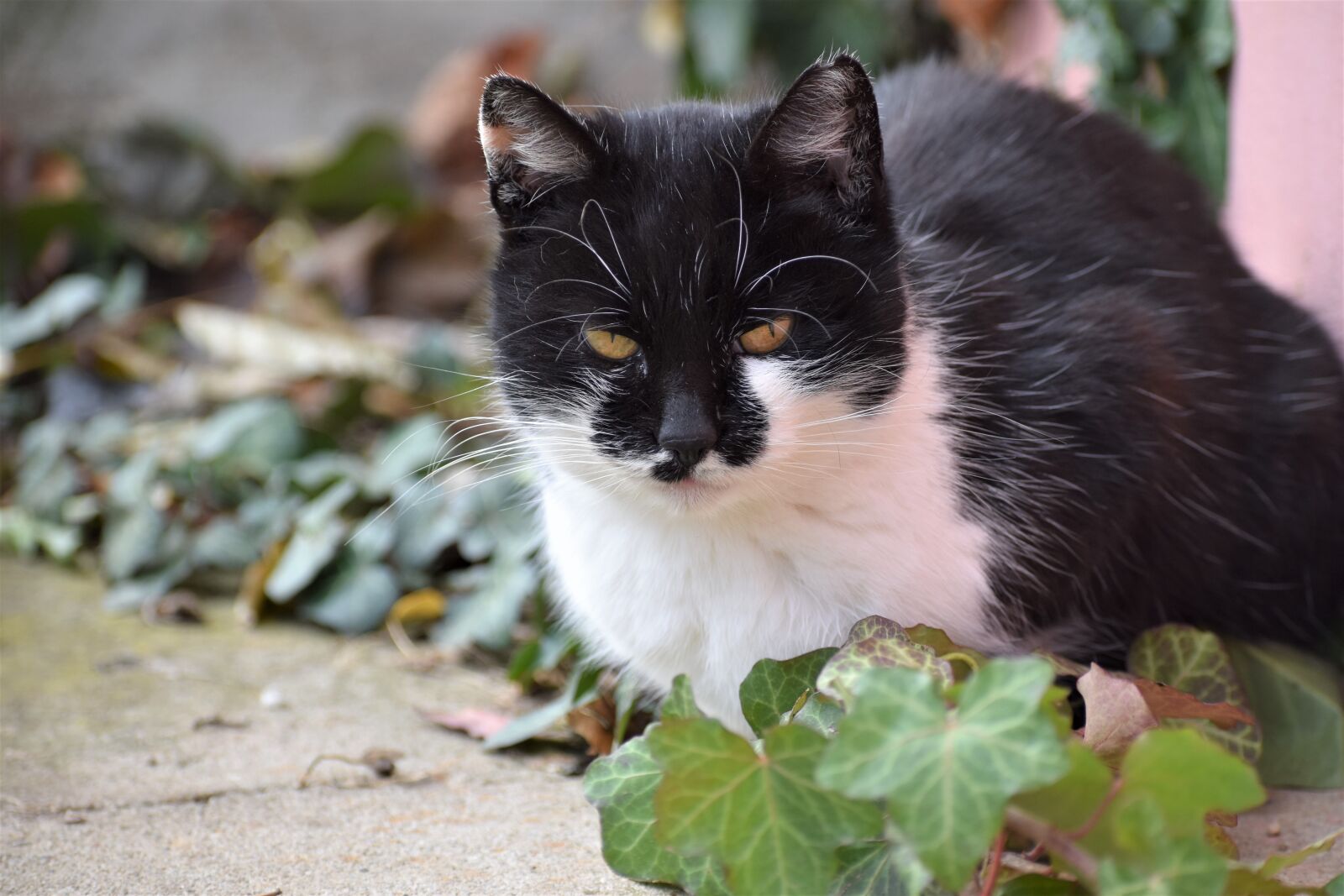 Nikon D3500 sample photo. Cat, animal, black photography