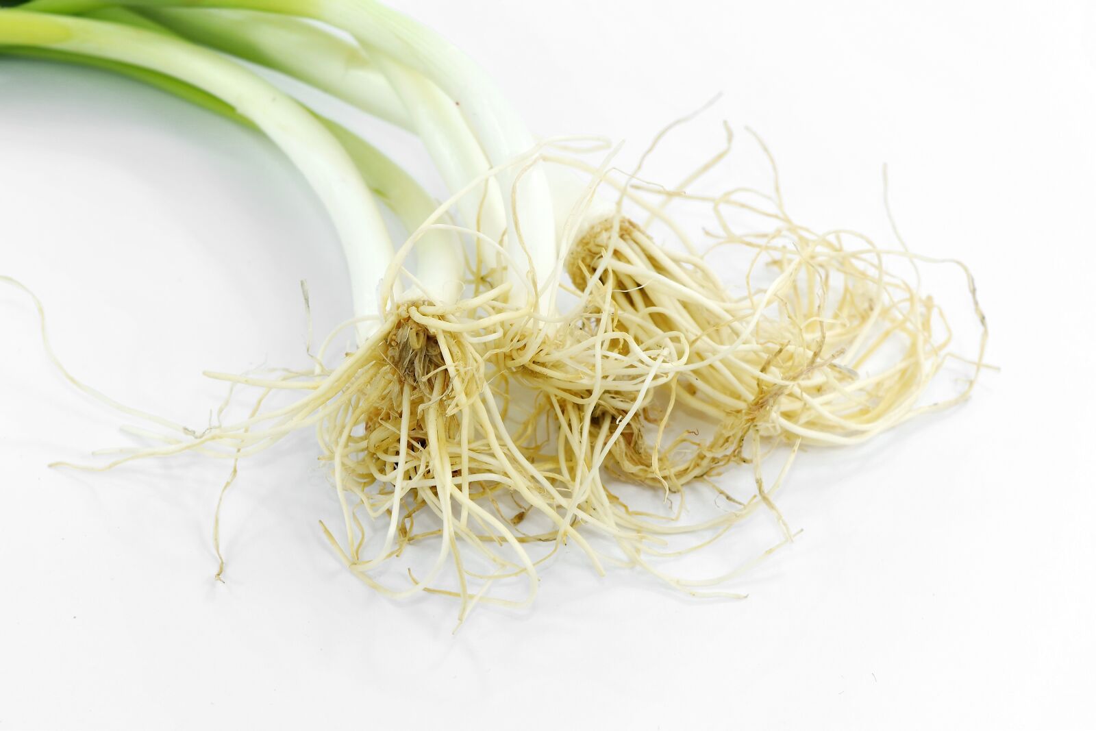 Nikon D5500 sample photo. Chives, root, spice, wild photography