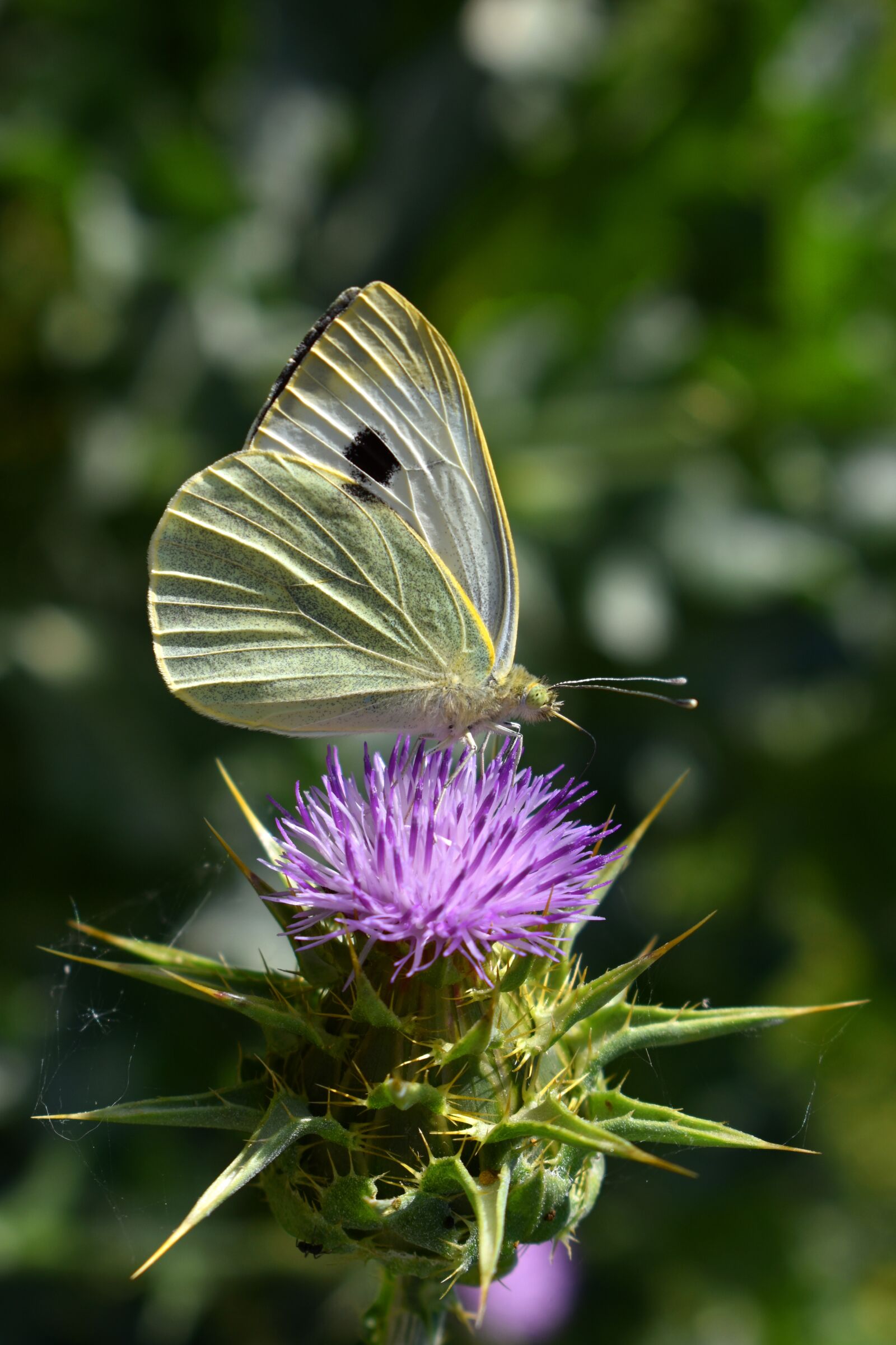 Nikon D3500 sample photo. Butterfly, pieris, insect photography