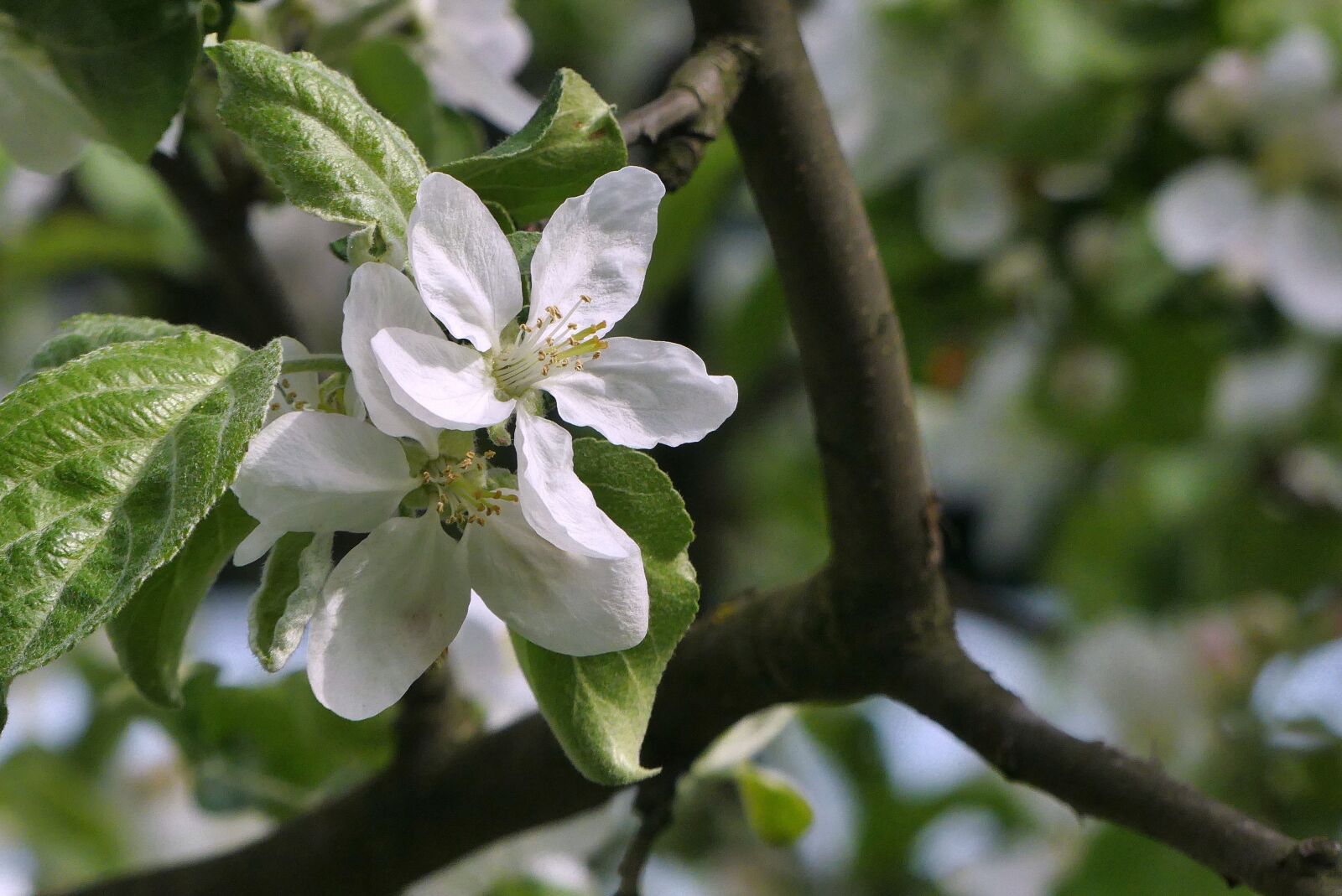 Panasonic Lumix DMC-FZ300 sample photo. Tree, flower, nature photography
