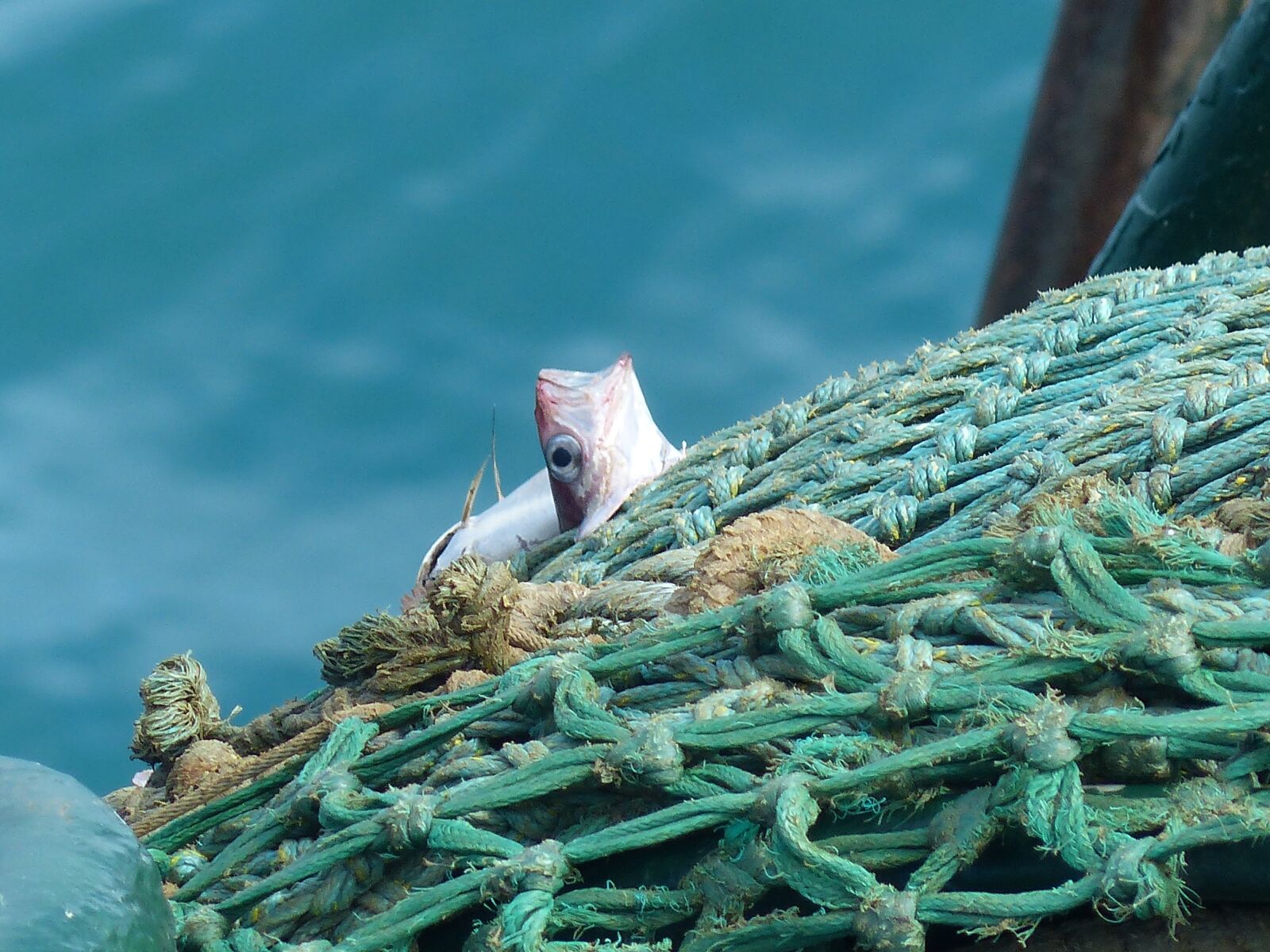 Panasonic Lumix DMC-FZ200 sample photo. Fish, net, fishing photography