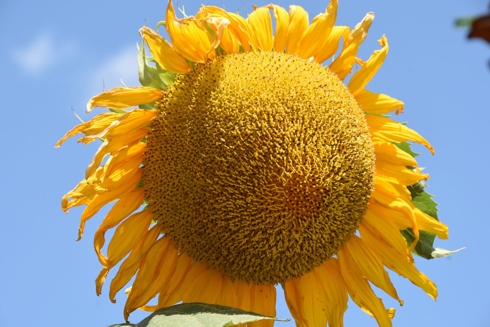 Nikon D810 sample photo. Nature, flower, summer photography