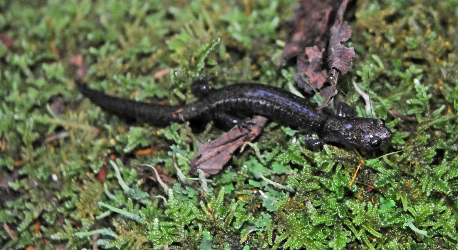 Nikon D300S sample photo. Up-close, threatened, cheat, mountain photography
