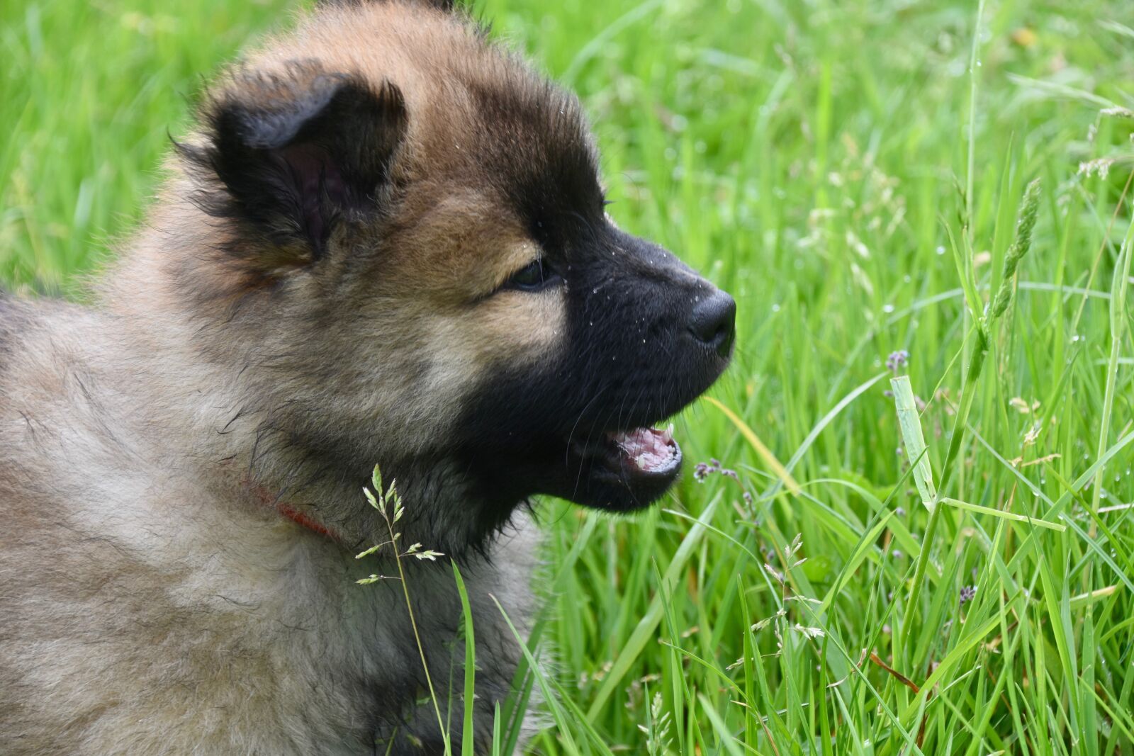 Nikon D5600 sample photo. Dog, puppy, pup photography