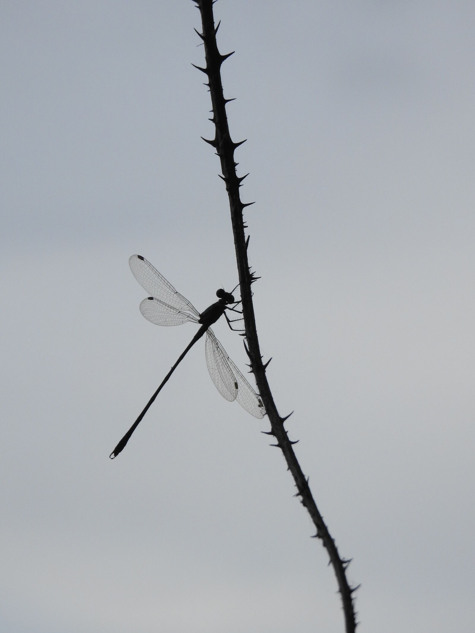 Nikon Coolpix P900 sample photo. Insects, transparency, dragonfly photography