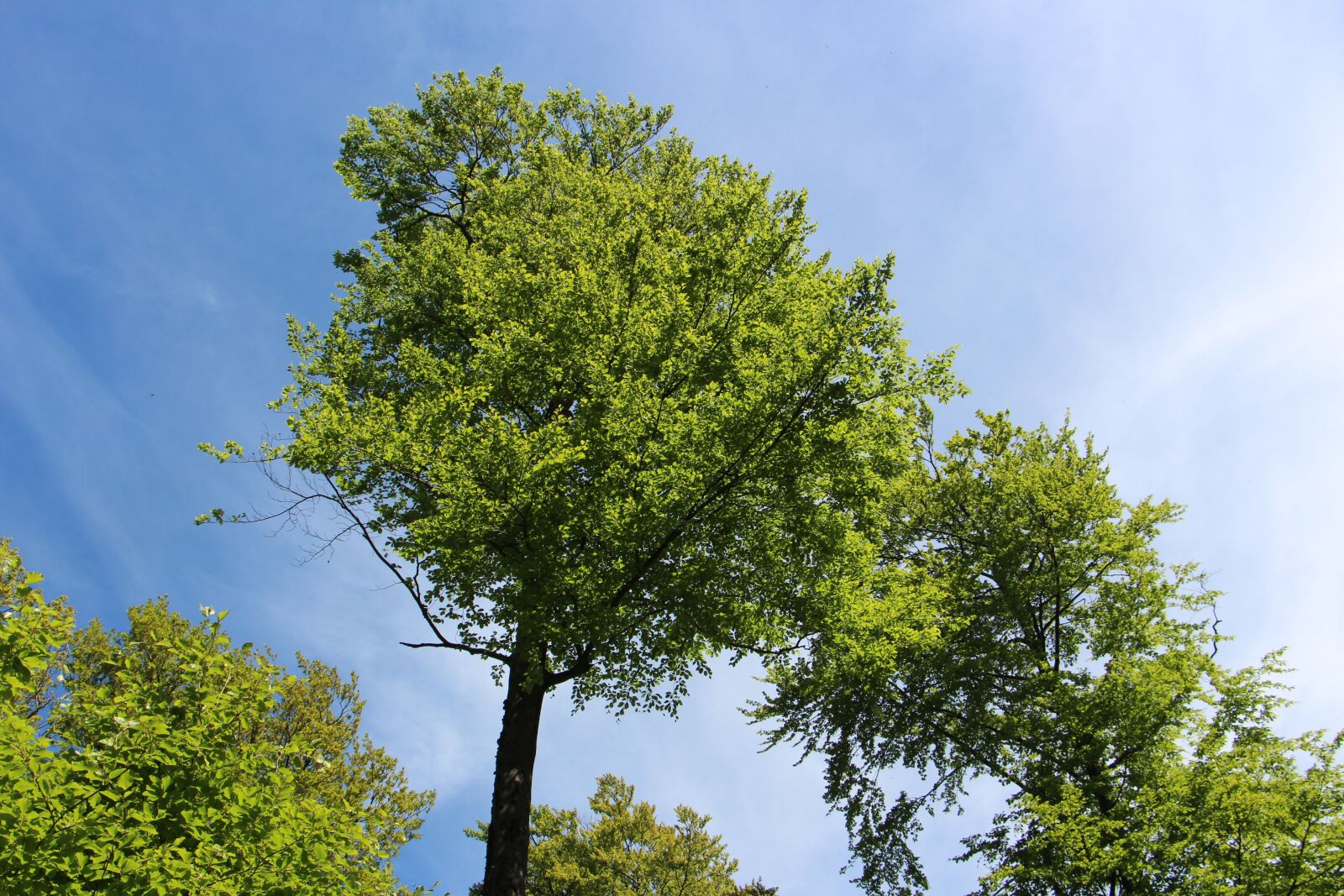 Canon EOS 700D (EOS Rebel T5i / EOS Kiss X7i) sample photo. Tree, nature, wood photography