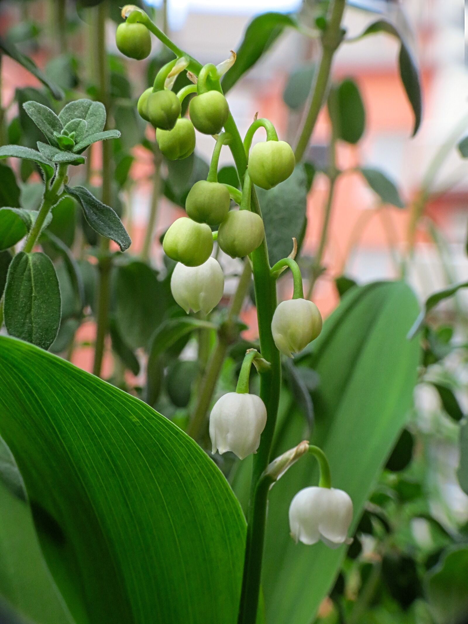 Canon PowerShot SX40 HS sample photo. Lily of the valley photography