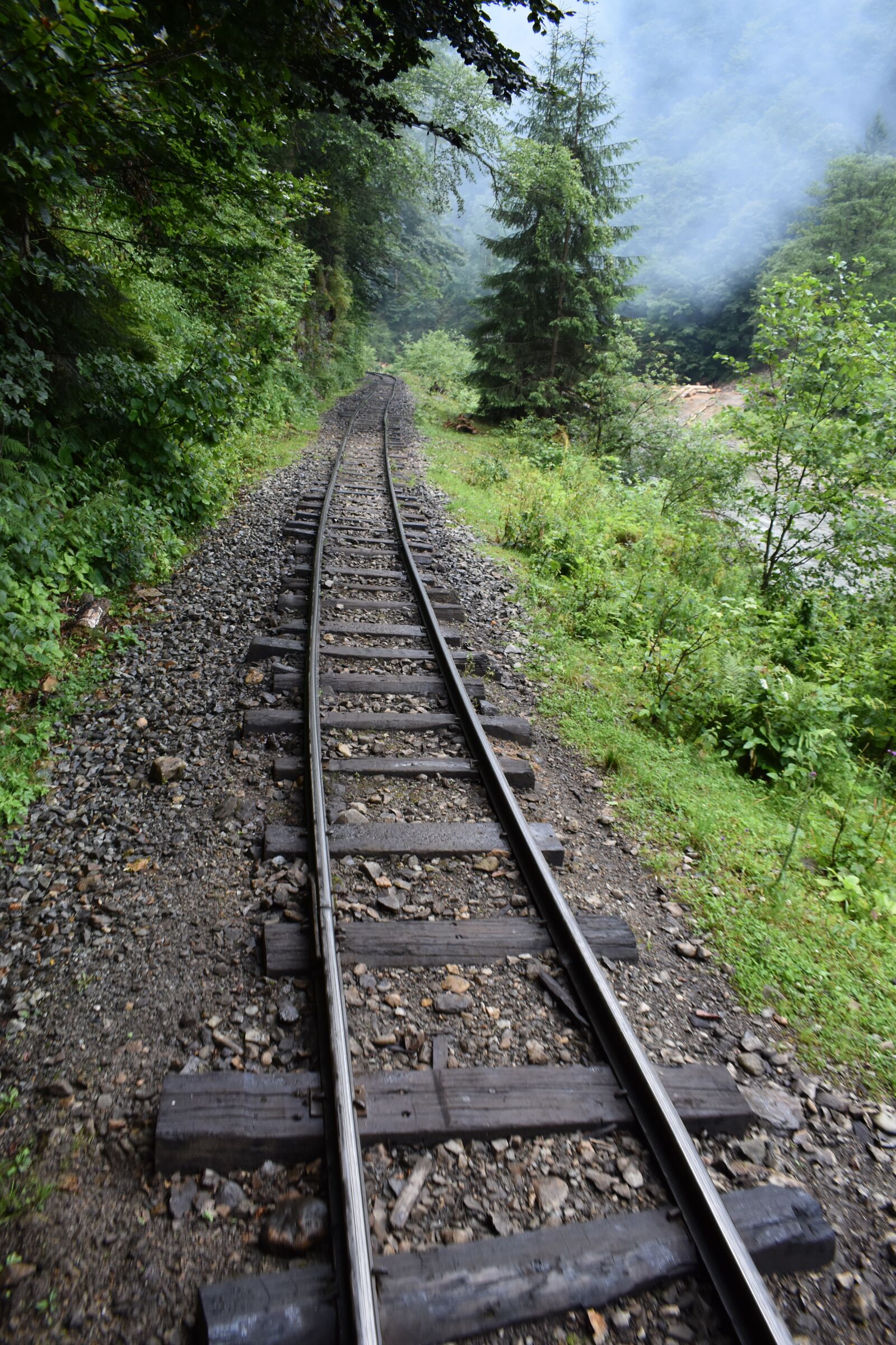 Nikon D3500 sample photo. Train, nature, forest photography
