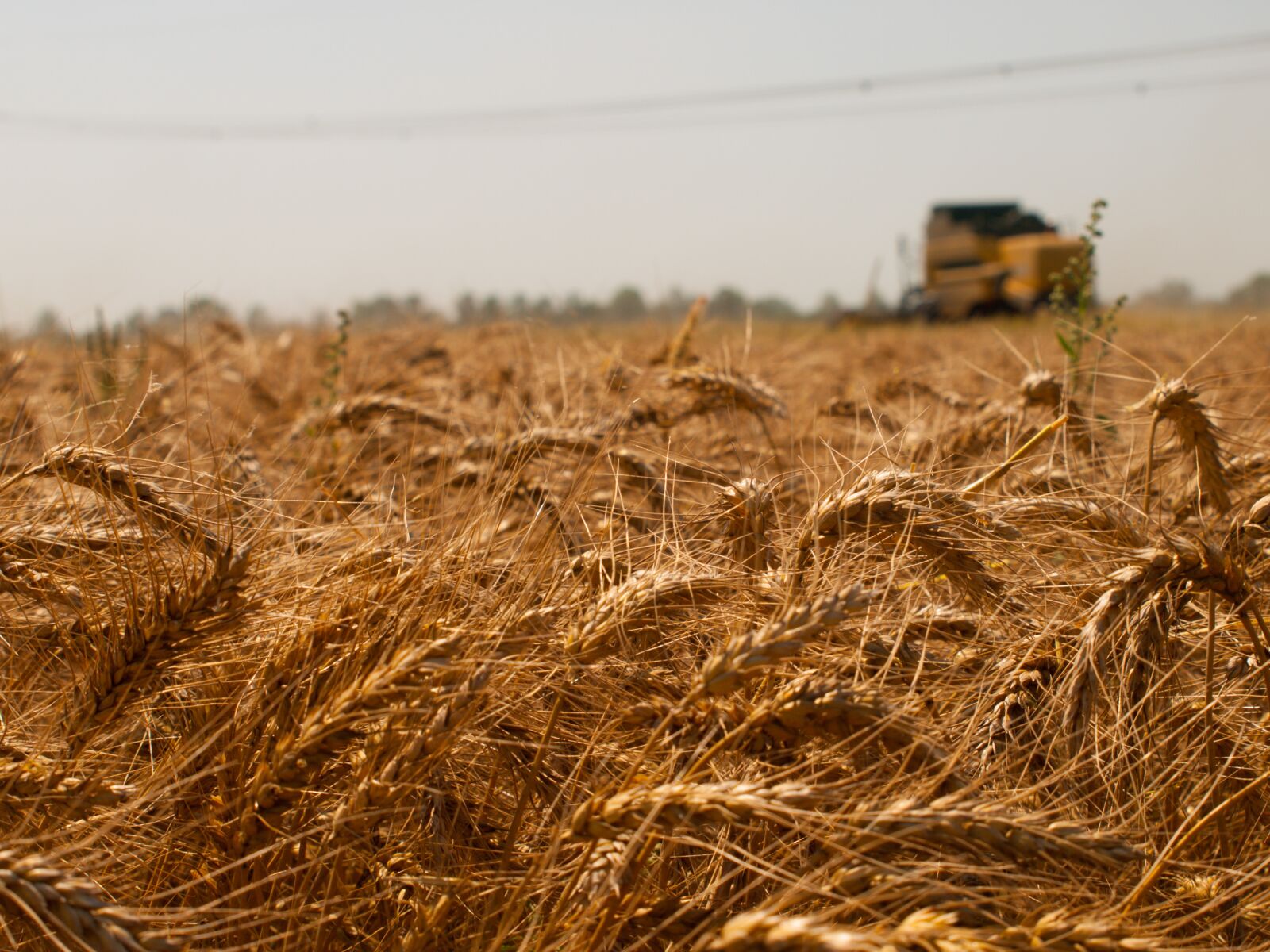 Olympus E-510 (EVOLT E-510) sample photo. Wheat, summer, field photography