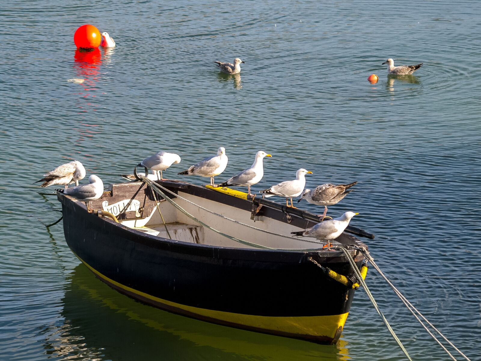 Olympus E-3 sample photo. Herring gull, seagull, bird photography