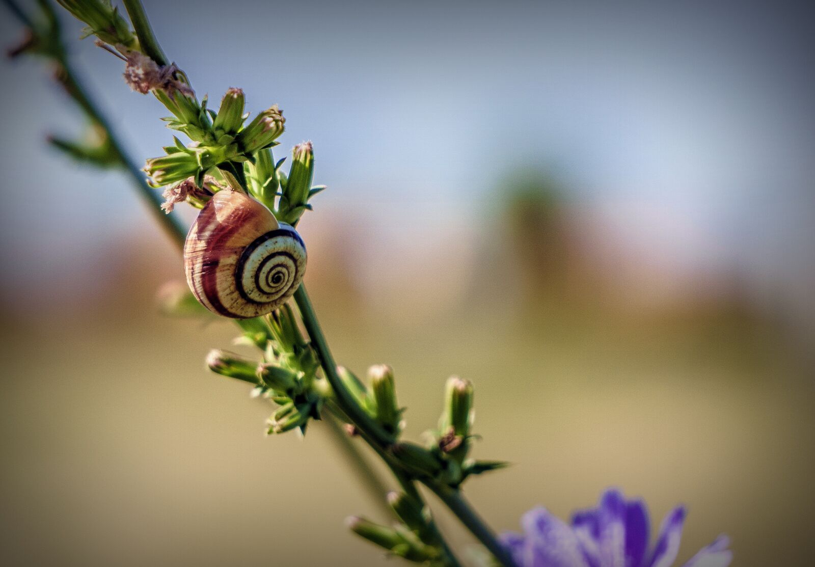Sony a6000 sample photo. Snail, animal, invertebrate photography