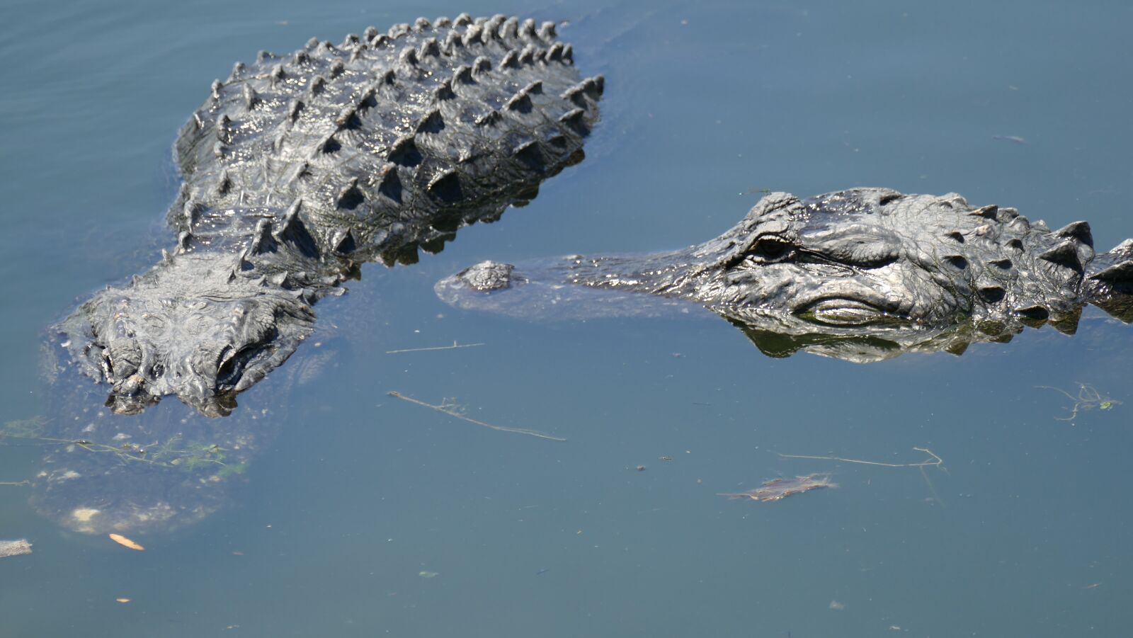 Panasonic Lumix DMC-FZ1000 sample photo. Florida, usa, alligator road photography