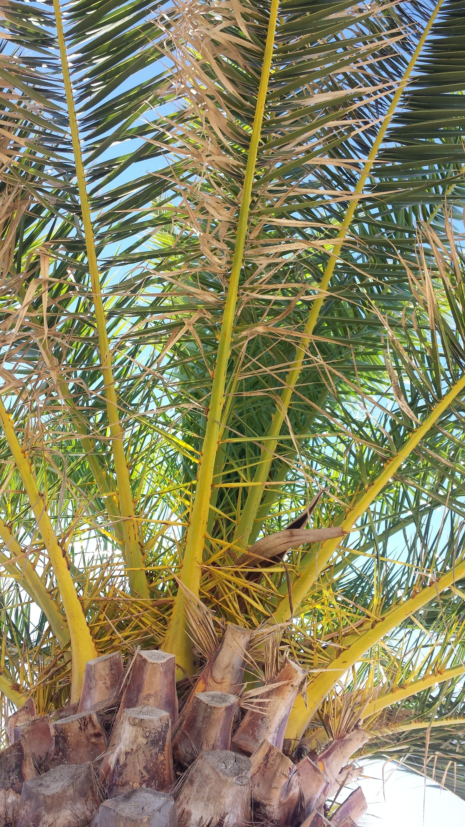 Samsung Galaxy S4 sample photo. Palm, beach, rest photography