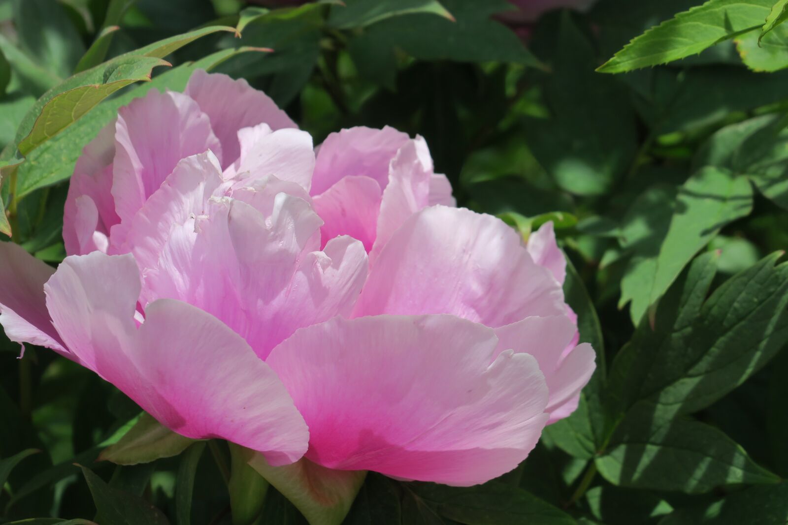 Canon PowerShot G3 X sample photo. Peony, flower, pink photography